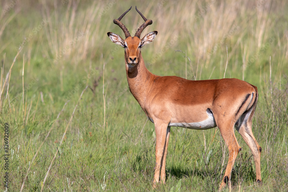 Impala Impala