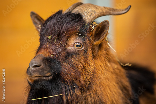 Close up shot of tamed goat