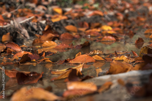 Herbstlaub im Wasser