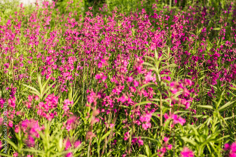 Pink and purple wild flowers in the village.