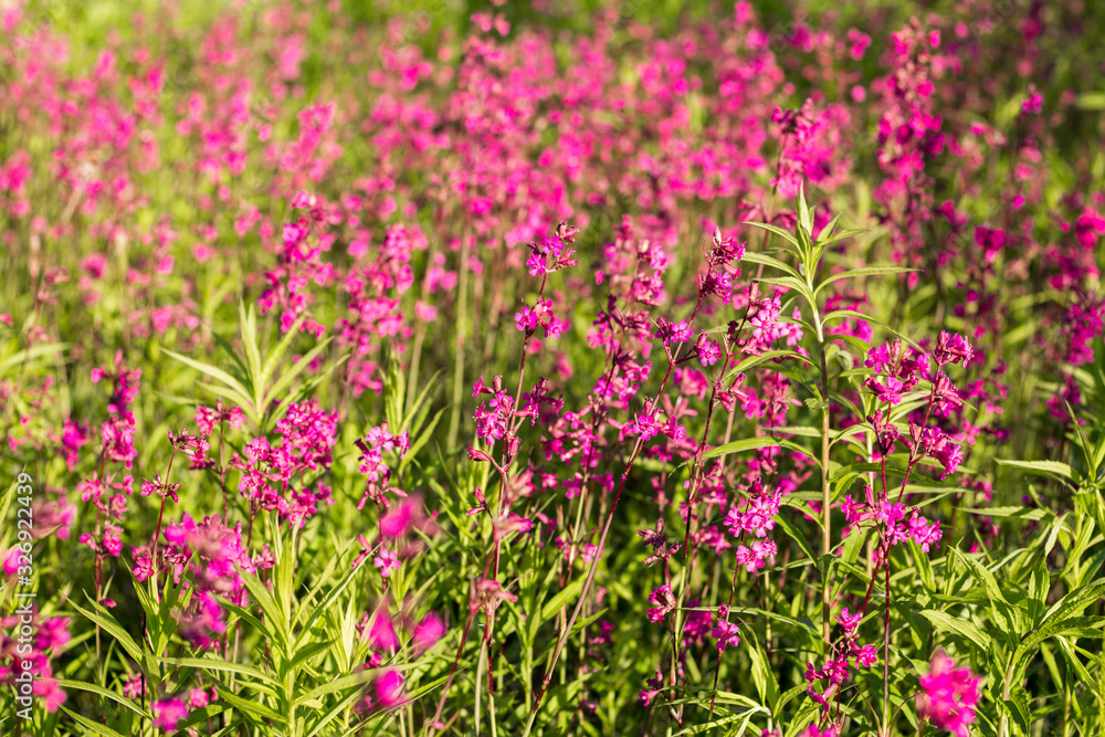 Pink and purple wild flowers in the village.