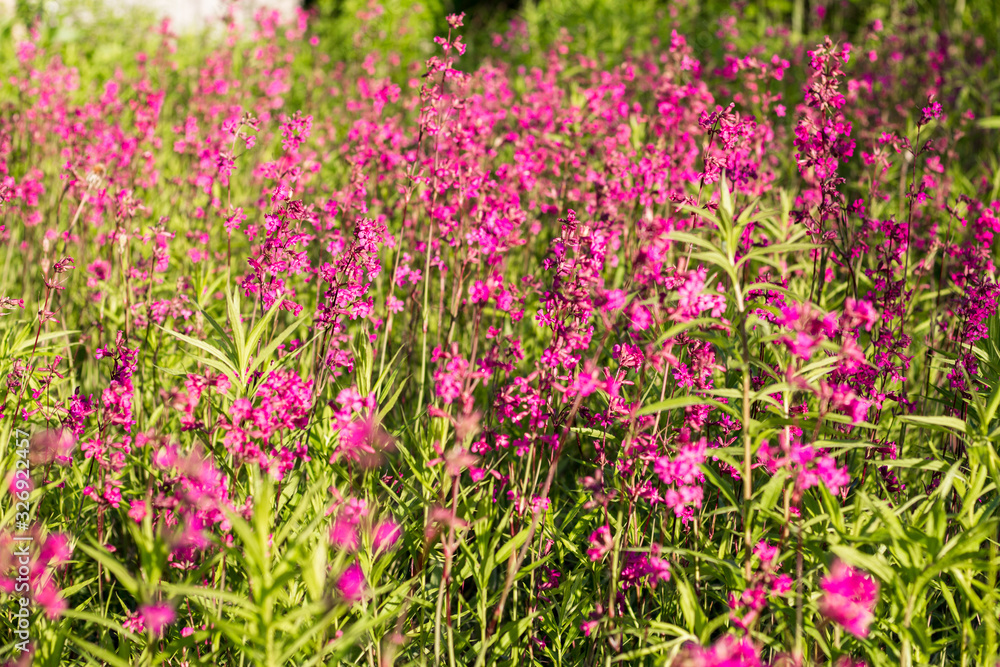 Pink and purple wild flowers in the village. Pink and purple wild flowers in the village.