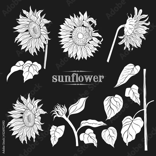 .A set of sunflowers silhouettes .Linear vector illustration of .a variety of sunflowers, leaves and a stem.Isolated design .elements in sketch style.