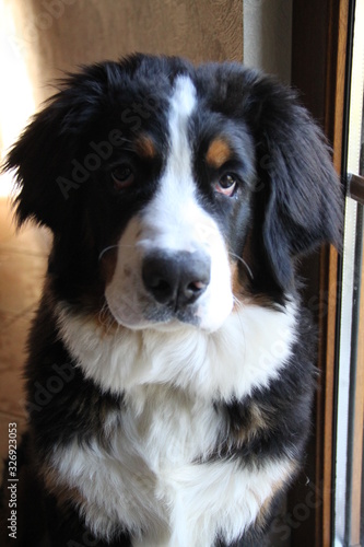 Cute little Bernese Mountain Dog puppy