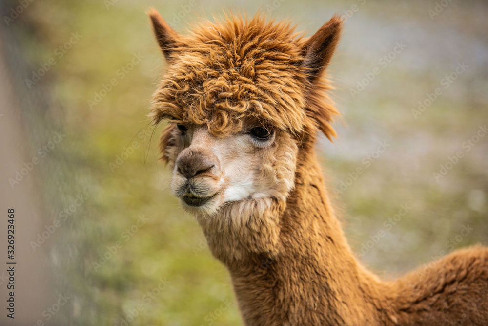 Close up of funny looking llama in natural habitat