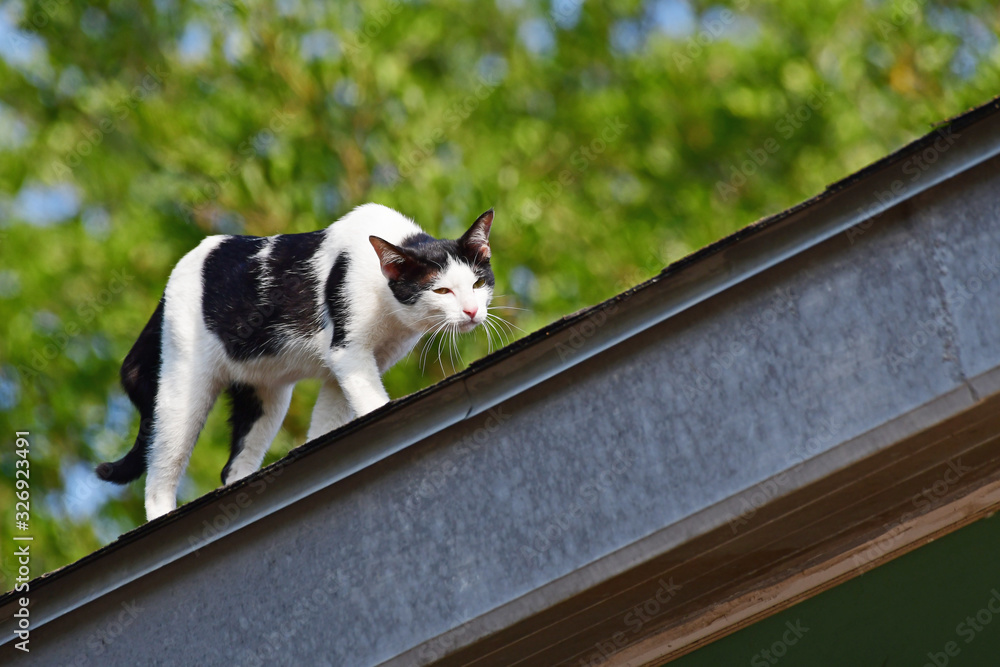 Black and white cat walk on the roof