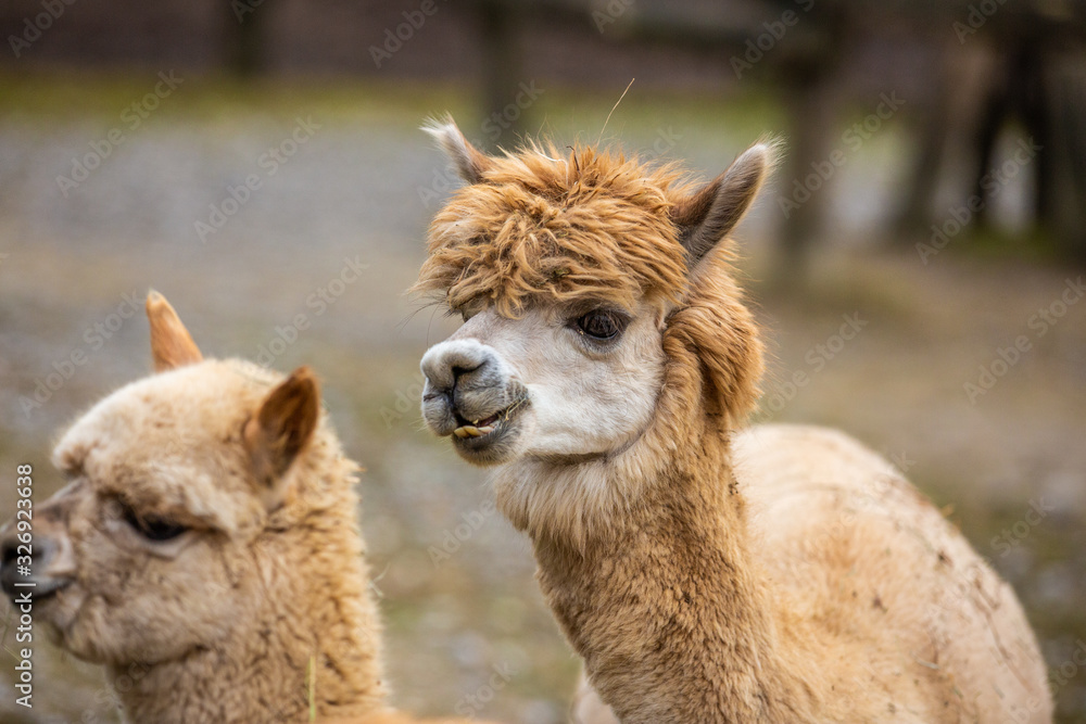 Funny llama in natural habitat