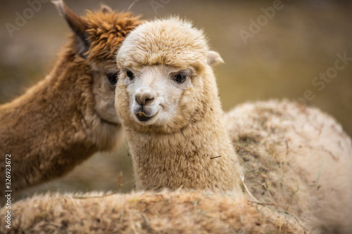 Close up of Llama at zoo © produkcijastudio