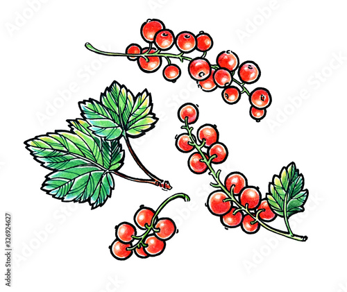 Red currant watercolor pencil hand draw illustration. Garden berry. Aromatic ripe summer dessert. Juicy Ribes nigrum freehand pen branch. Design element for label, poster, print