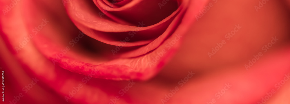 Soft focus, abstract floral background, red rose flower. Macro flowers backdrop for holiday brand design Soft focus, abstract floral background, red rose flower. Macro flowers backdrop for holiday brand design