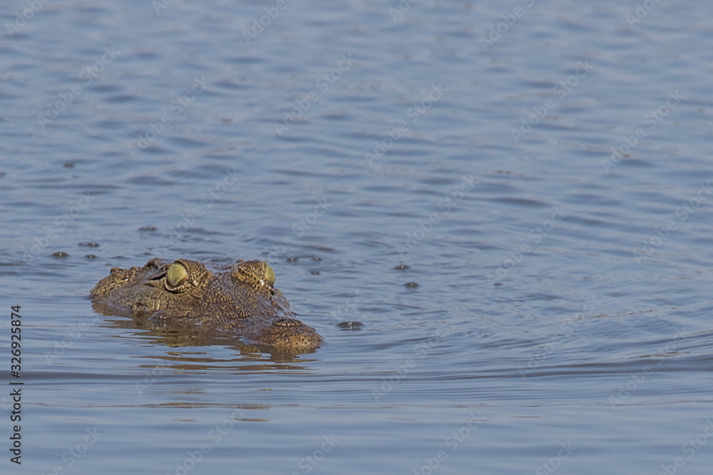 Fototapeta premium Crocodile