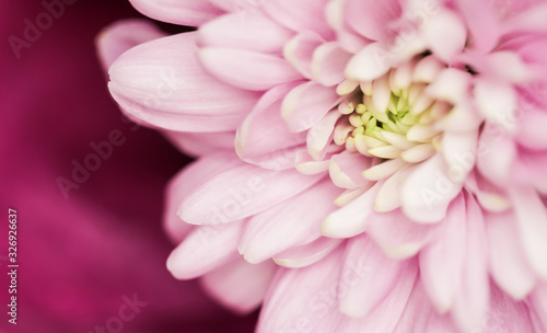 Abstract floral background, pink chrysanthemum flower. Macro flowers backdrop for holiday brand design