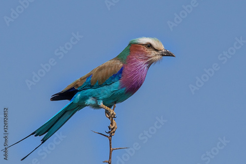 Lilac Breasted Roller
