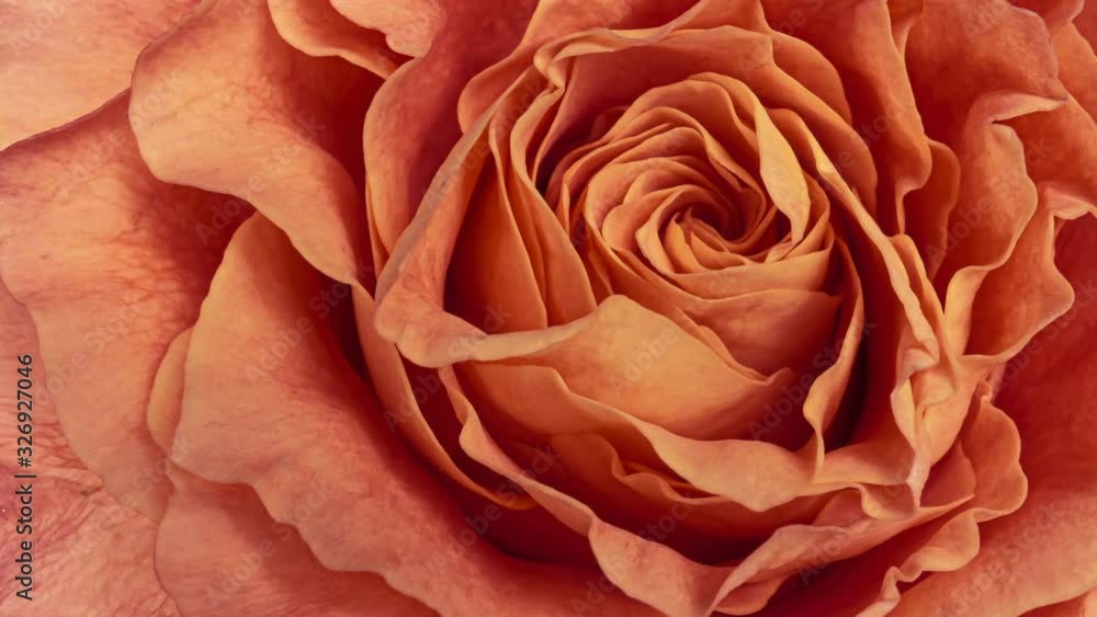 Blooming rose flower open, closeup. Timelapse of pink and yellow rose blossoming Blooming rose flower open, closeup. Timelapse of pink and yellow rose blossoming