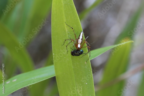 Wallpaper Mural Spinne Oxyopes shweta mit gefangener Fliege Torontodigital.ca