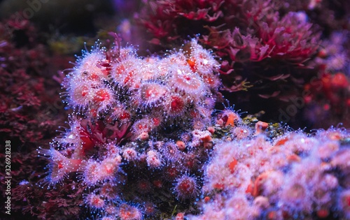 purple blue anemone coral in an aquarium