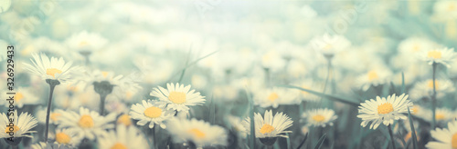 Daisy flower on wild field in sunset light panorama. Soft focus nature panora...