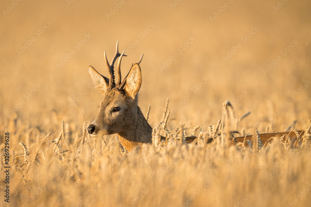 Roebuck - buck (Capreolus capreolus) Roe deer - goat Roebuck - buck (Capreolus capreolus) Roe deer - goat