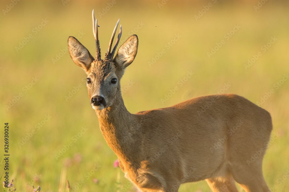 Roebuck - buck (Capreolus capreolus) Roe deer - goat Roebuck - buck (Capreolus capreolus) Roe deer - goat