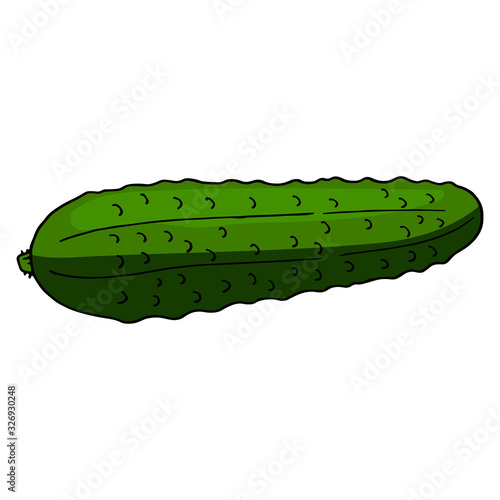 Big cucumber on white background. Vector image.