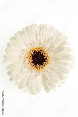 A white flower on white packground