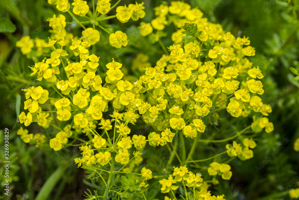 Alyssum yellow. Golden alyssum. Wild plant.