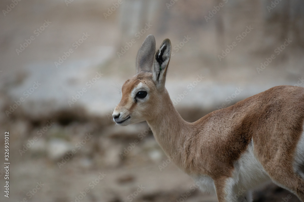 Young brood of happy dorcas gazelle