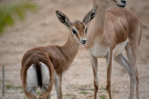 Young brood of happy dorcas gazelle