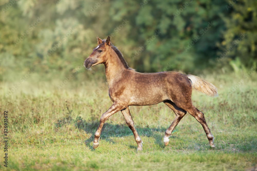 Colt portrait run at sunset light in meadow Colt portrait run at sunset light in meadow