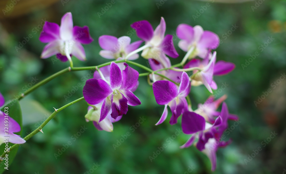 Pink natural blooming orchids with selective focus