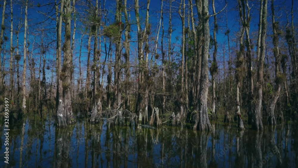 Cinemagraph / seamless video loop of an Alligator in the Florida Everglades close to Miami. It is lurking in the green swamp water and blue sky surrounded by mangrove trees at a adventure tour. Cinemagraph / seamless video loop of an Alligator in the Florida Everglades close to Miami. It is lurking in the green swamp water and blue sky surrounded by mangrove trees at a adventure tour.