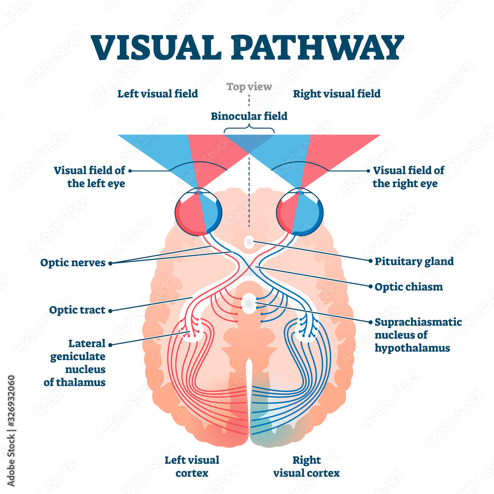 Obraz premium Visual pathway medical vector illustration diagram
