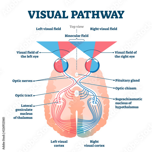 Visual pathway medical vector illustration diagram photo