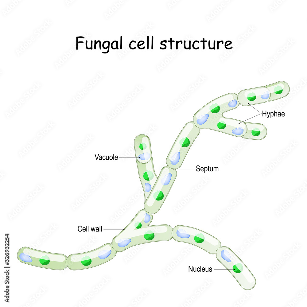 Fungal cell structure. Fungi hyphae with septa. Stock Vector Adobe Stock