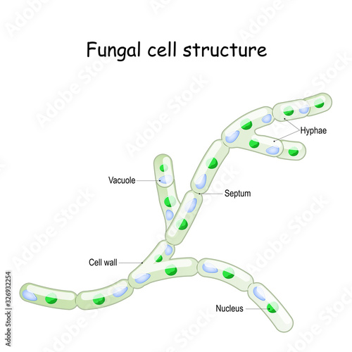 Fungal cell structure. Fungi hyphae with septa.