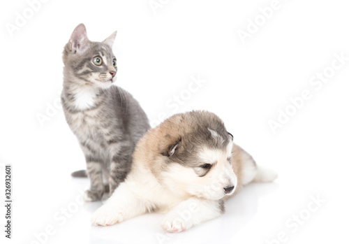 A kitten sitting on the floor and next to him is a malamute puppy. Isolated on a white background