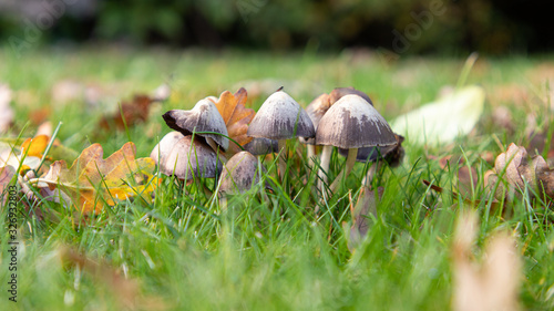 A clump of mushrooms growing in lush green grassland