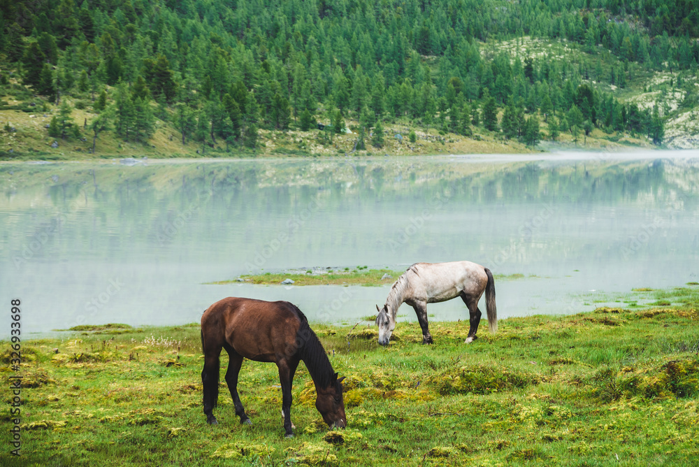 Two horses graze in meadow near river in mountain valley. White and brown horses on grassland near mountain lake. Beautiful landscape with gray and brown horses. Forest on hill on opposite river bank. Two horses graze in meadow near river in mountain valley. White and brown horses on grassland near mountain lake. Beautiful landscape with gray and brown horses. Forest on hill on opposite river bank.