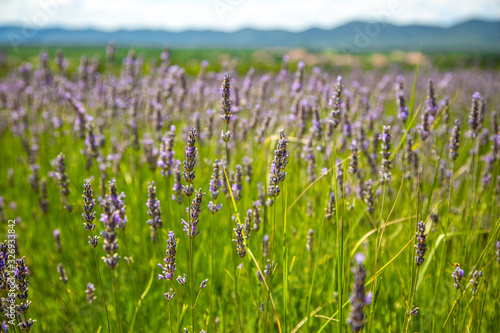 Close up of colorful lavender garden