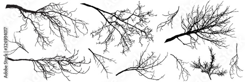 Autumn branches of trees, silhouettes of bare branches. Vector illustration.