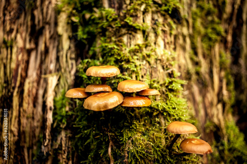 Mushrooms on trunk