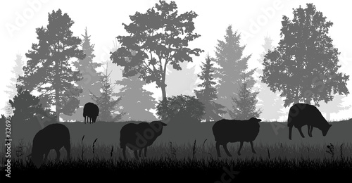 Sheep grazing in meadow near forest, silhouette. Rural scene. Vector illustration.