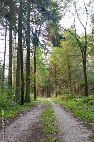 Road in forest