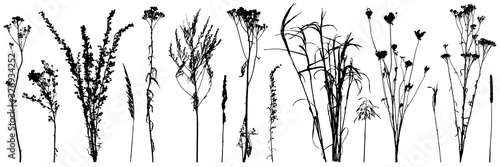 Fototapeta Set of wild plants and weeds, silhouettes. Vector illustration.