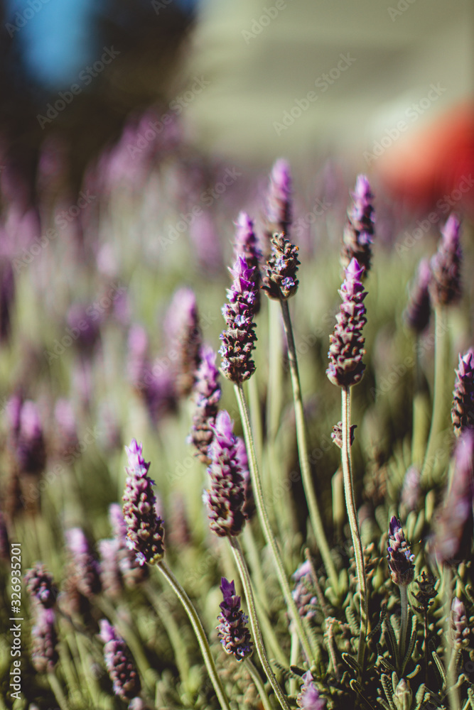 Fototapeta premium Lavender