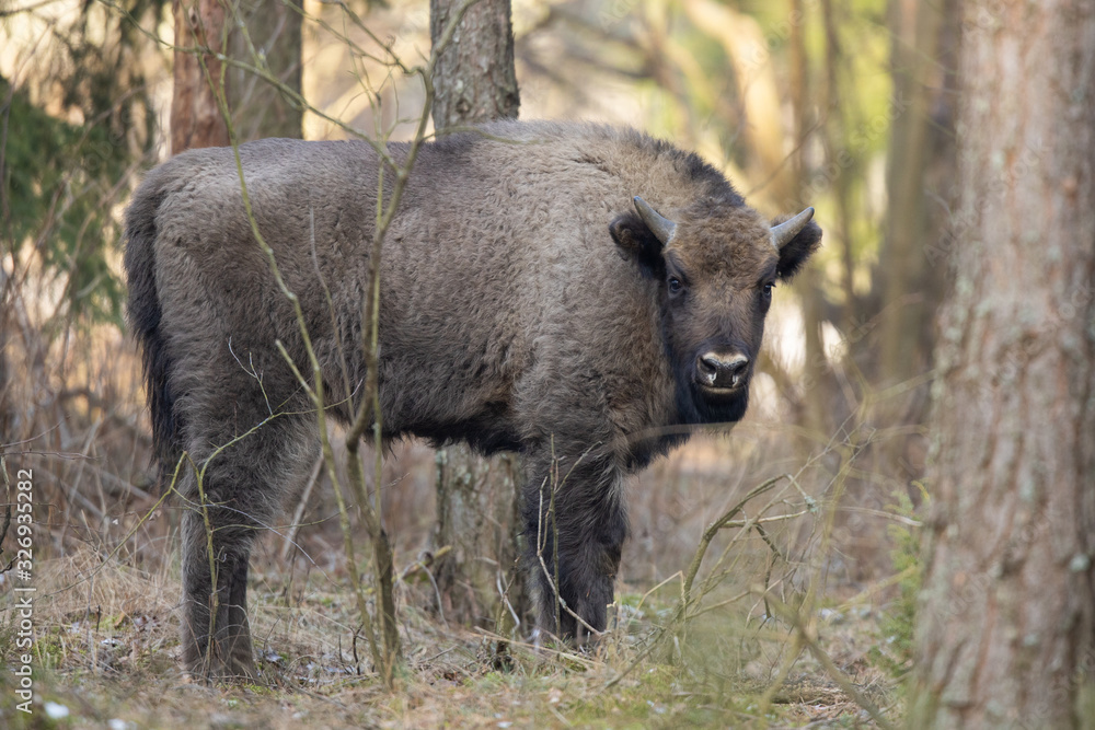 European bison - Bison bonasus in the Knyszyn Forest (Poland) European bison - Bison bonasus in the Knyszyn Forest (Poland)