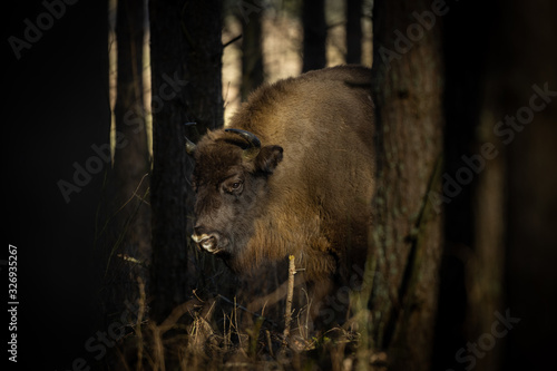 European bison - Bison bonasus in the Knyszyn Forest  Poland 