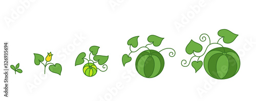 Watermelon plant. Growth stages. Ripening period. The life cycle of the Citrullus. Contour green line vector infographic. Animation progression development.
