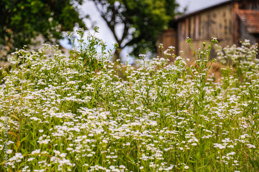 Close up of blooming Daisy field