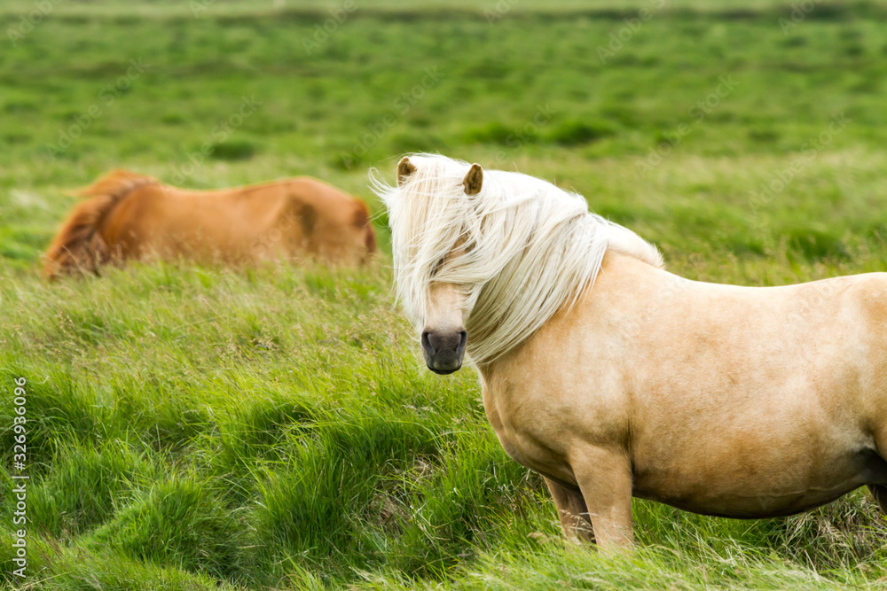 Naklejka premium horses in Iceland